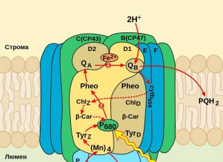 Viewpoint: Why GMOs? Biotechnology yields a drought-tolerant rice that conventional breeding couldn’t produce – Genetic Literacy Project