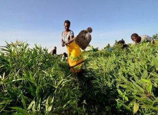 African women are leading biotechnology advance across the continent – Genetic Literacy Project