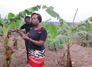 African women are leading biotechnology’s advance across the continent – Alliance for Science