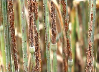 Biotechnology gives plant breeders a leg up in ‘evolutionary arms race’ against crop diseases – Genetic Literacy Project