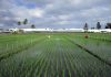 Breeding new rice varieties will help farmers in Asia