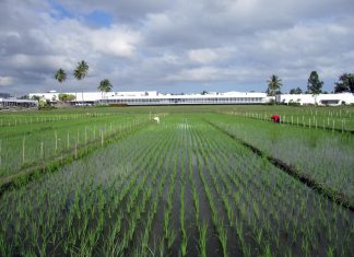 Breeding new rice varieties will help farmers in Asia