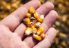 Could success of Europe’s only cultivated GMO crop help ease public fear of biotechnology? – Genetic Literacy Project