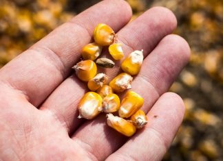 Could success of Europe’s only cultivated GMO crop help ease public fear of biotechnology? – Genetic Literacy Project