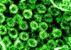 COVID-19: Lopinavir-ritonavir failed – European Biotechnology News