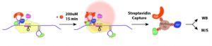 CRISPR Tool, in “CARPID Diem” Spirit, Detects RNA-Protein Interactions in Living Cells