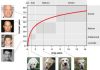 Epigenetic Clock More Accurately Aligns Dog Age to Human Years