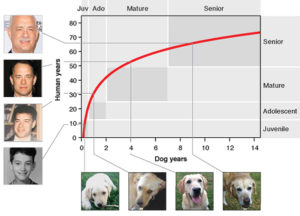 Epigenetic Clock More Accurately Aligns Dog Age to Human Years