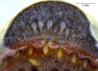 ‘Fang’tastic: researchers report amphibians with snake-like dental glands