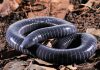 First evidence of snake-like venom glands found in amphibians