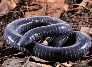 First evidence of snake-like venom glands found in amphibians