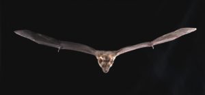 Genomic Basis of Bat Superpowers Could Provide New Insights into Coronavirus Resistance