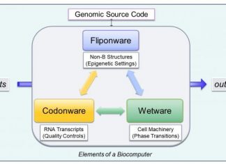 Junk DNA might be really, really useful for biocomputing