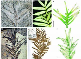 Jurassic fossils from northeastern China reveal morphological stasis in the catkin-yew