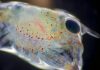 Microplastic pollution harms lobster larvae, study finds