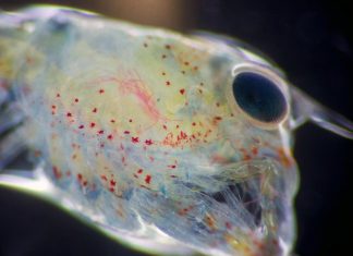Microplastic pollution harms lobster larvae, study finds