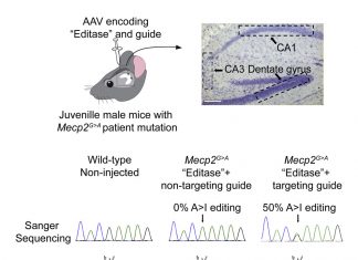 RNA Editing Repairs Rett Syndrome Mutation in Mice