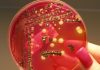 Salmonella biofilm protein can cause autoimmune responses, arthritis in animals