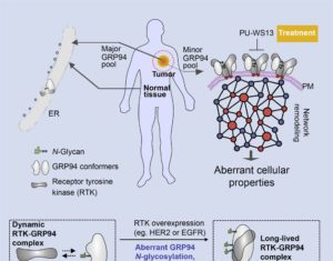 Sweetened Chaperone Lets Cells Follow Proteomic Road to Ruin