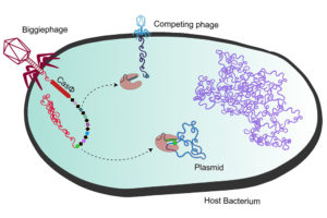 Tiny Cas Protein, Huge Gene Editing Potential … Thanks, Megaphage!