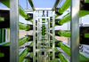 After Years of Neglect, Algae Biotechnology Makes a… – Labiotech.eu