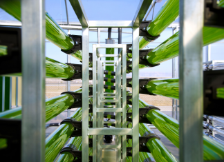 After Years of Neglect, Algae Biotechnology Makes a… – Labiotech.eu