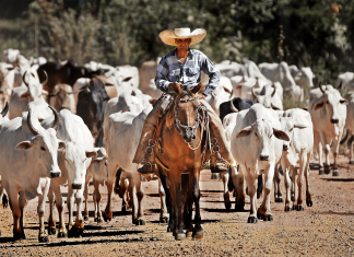 Biotechnology Could Change the Cattle Industry. Will it Succeed? – Undark Magazine