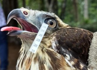 Bird and reptile tears aren’t so different from human tears