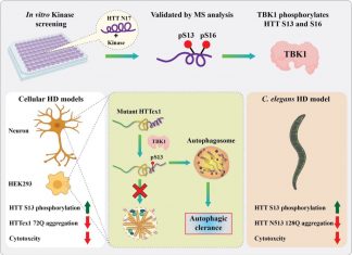 Enzyme Identified that May Provide Novel Therapeutic Approach to Huntington’s