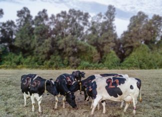Grooming behavior between dairy cows reveals complex social network
