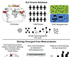 Gut Viromes Are Highly Individualized, Yet Reveal Shared Patterns