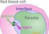 Malaria Transport Channel Identified Connecting Parasite to Red Blood Cell