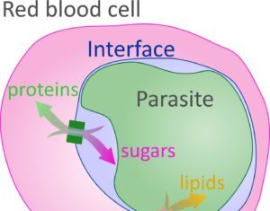 Malaria Transport Channel Identified Connecting Parasite to Red Blood Cell
