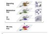 New Technology Helps Identify Innate Immune Cell Subset that “Collaborates” with Cancer