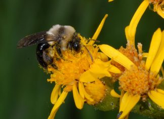 Out of sync: Ecologists report climate change affecting bee, plant life cycles
