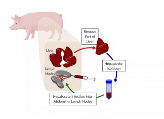 Pigs grow new liver in lymph nodes, study shows