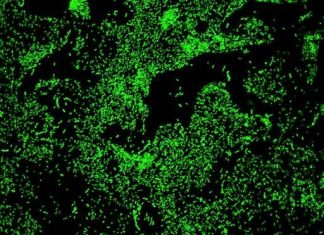 Scientists discover curious clues in the war between cf bacteria