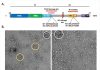 Speed of Novavax vaccine development does not compromise quality of the SARS-CoV-2 immunogen
