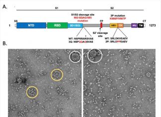 Speed of Novavax vaccine development does not compromise quality of the SARS-CoV-2 immunogen