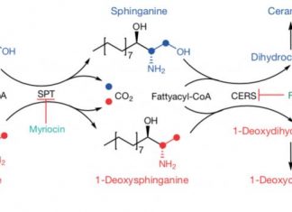 Tumor Growth Slowed Down by Restricting Amino Acid Metabolism