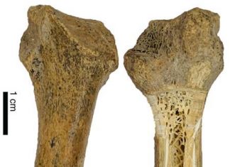 How a giant short-faced bear reached the California Channel Islands