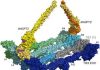 Mutations in Novel Gene Associated with Primary Lymphedema