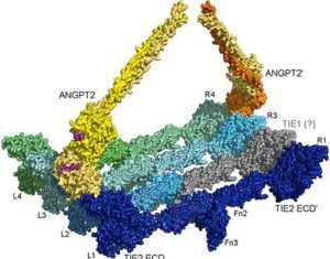 Mutations in Novel Gene Associated with Primary Lymphedema
