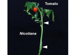 Scientists find an enzyme that facilitates grafting between different family species