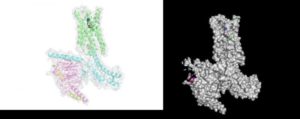 Scientists Solve High-Resolution Structure of Psychedelic Drugs Bound to Serotonin Receptors