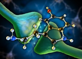 Study offers a possible explanation for prevalence of autism spectrum disorder