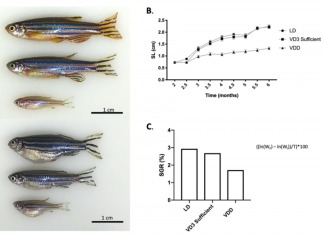 Vitamin D Deficiency Linked to Metabolic Homeostasis in Zebrafish