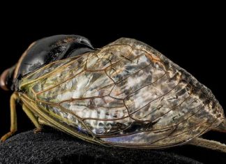 Cicada-inspired waterproof surfaces closer to reality, researchers report