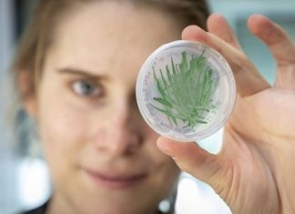 Cyanobacteria as Green Catalysts in Biotechnology – Laboratory Equipment