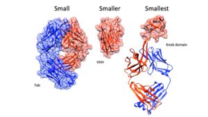 In Race to Supply Smallest Antibodies, Cows Outpace Camelids